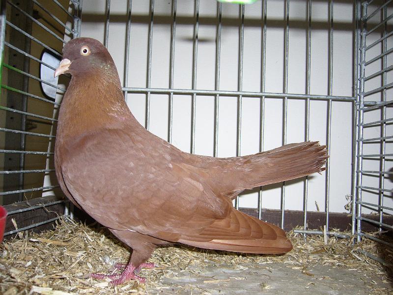 Delbrueck 2008 180.jpg - Orientalische Roller rot von Joahnnes Hessel Preis V97 LVE